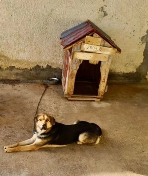 mix pastore x 2anni a catena salvato ma nessuno ha mai chiamatobergamo sos | Foto 0