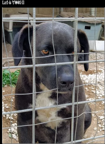 yoshi 3anni nero dietro la rete i suoi occhi rassegnati e tristi urge stalloadozione sicilia