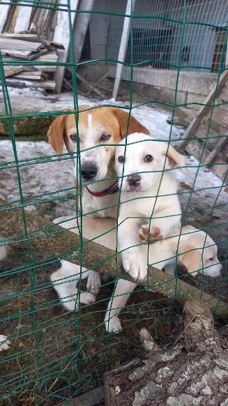 mamma kubra 5annii suoi cuccioli partitinessuno la considera abruzzo