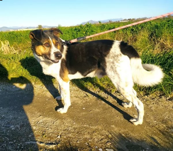 leo mix jack 7anni il cane che saliva sui treni e partiva cerca casa caserta | Foto 0