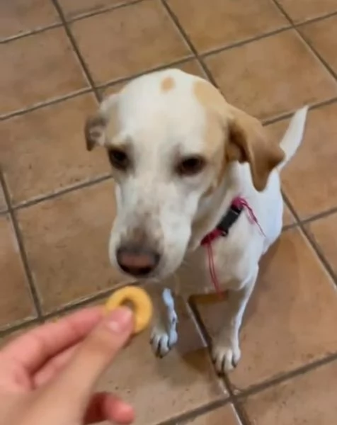 Camilla 4anni mix segugia kg18 sfortunata Roma | Foto 1