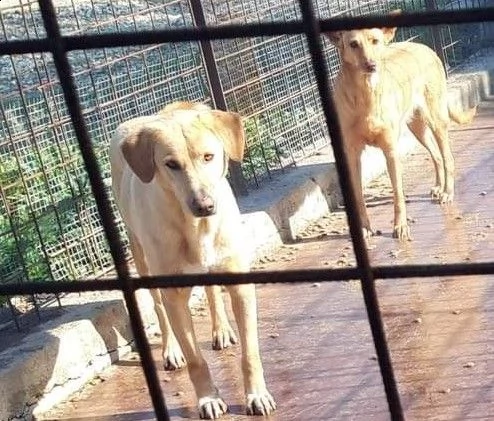 jack pelo corto miele portato in canilelagerdai padroni 6anni fasicilia | Foto 0