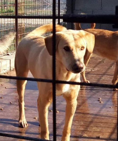 jack pelo corto miele portato in canilelagerdai padroni 6anni fasicilia