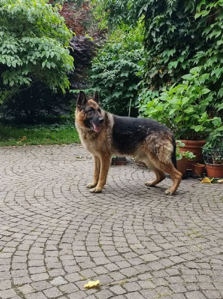 pastore tedesco 9anni viveva legato mangiando minestrinacerca casa prov pavia