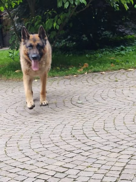 pastore tedesco 9anni viveva legato mangiando minestrinacerca casa prov pavia | Foto 0