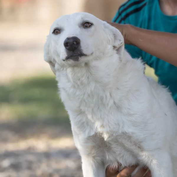 scooby e shiro 10mesi bellissimi rimasti soli campania | Foto 6