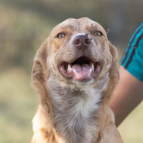 scooby e shiro 10mesi bellissimi rimasti soli campania | Foto 3