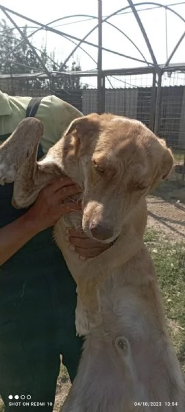 scooby e shiro 10mesi bellissimi rimasti soli campania | Foto 2