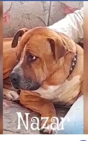 pitbull 1vita a catena senza riparo merita 1vecchiaia dignitosa roma | Foto 2