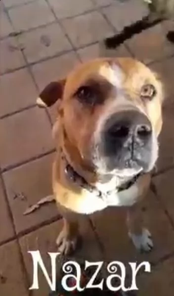 pitbull 1vita a catena senza riparo merita 1vecchiaia dignitosa roma | Foto 0