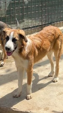 tobia 12mesi bellissimo cresce in box aiutiamolo sicilia | Foto 2