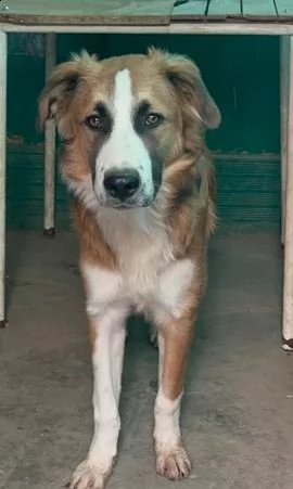 tobia 12mesi bellissimo cresce in box aiutiamolo sicilia | Foto 1