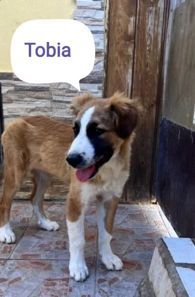 tobia 12mesi bellissimo cresce in box aiutiamolo sicilia | Foto 0