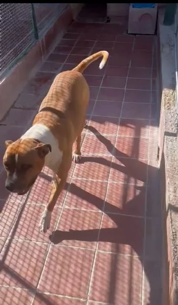 amstaff 4anni amante dei bambini in box tristemente da 3anni lazio  | Foto 1