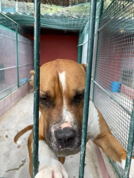 amstaff 4anni amante dei bambini in box tristemente da 3anni lazio  | Foto 0