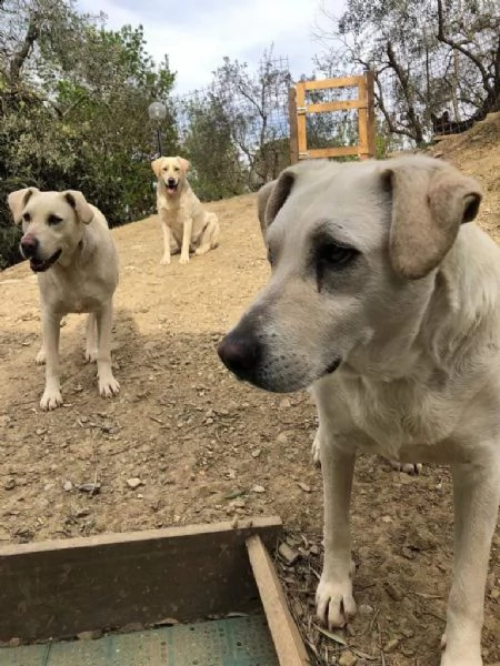 mix labrador 4anni femmina ubbidienteinvisibile pistoia | Foto 5