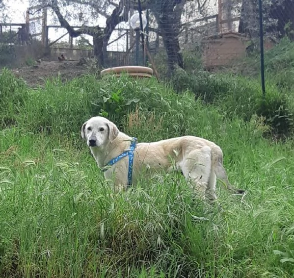 mix labrador 4anni femmina ubbidienteinvisibile pistoia | Foto 4