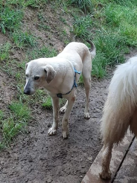 mix labrador 4anni femmina ubbidienteinvisibile pistoia | Foto 2