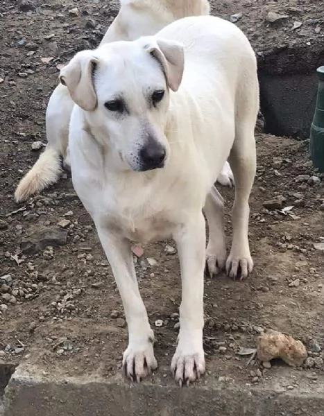 mix labrador 4anni femmina ubbidienteinvisibile pistoia | Foto 1