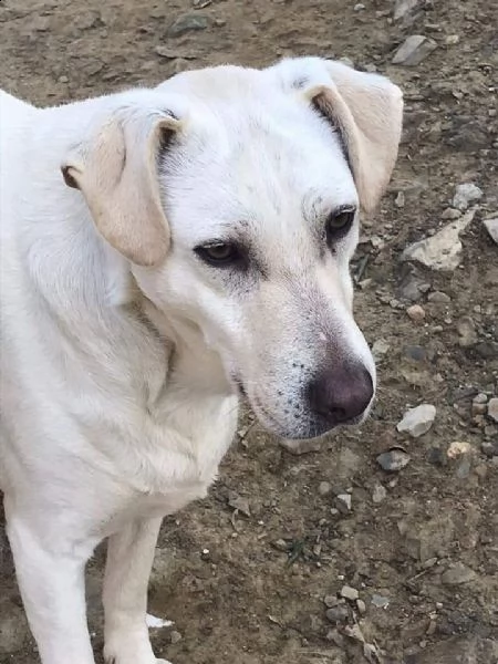 mix labrador 4anni femmina ubbidienteinvisibile pistoia