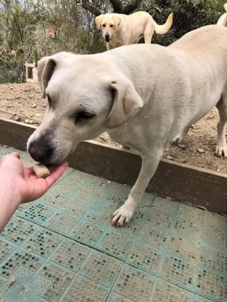 mix labrador 4anni femmina ubbidienteinvisibile pistoia | Foto 0