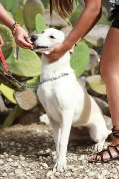 1anno meravigliosa in canile da cucciola SICILIA | Foto 1