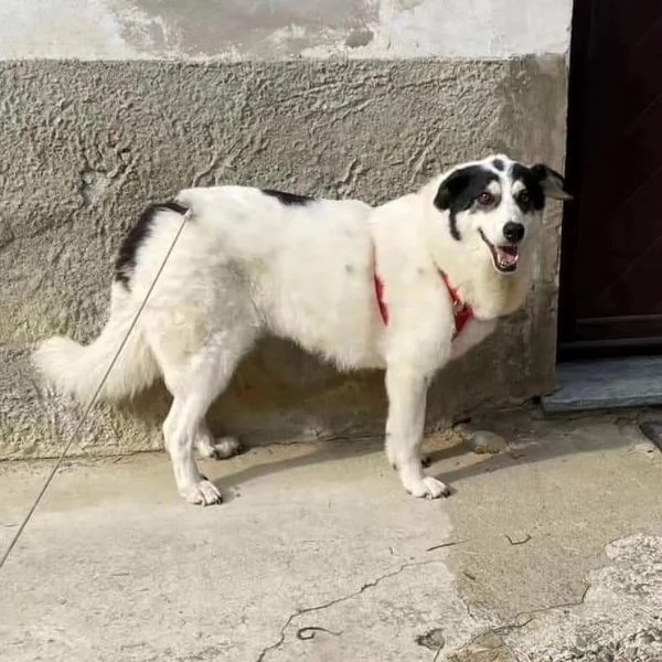 Bianca 5anni tolta da un lagerALESSANDRIA SOS | Foto 0