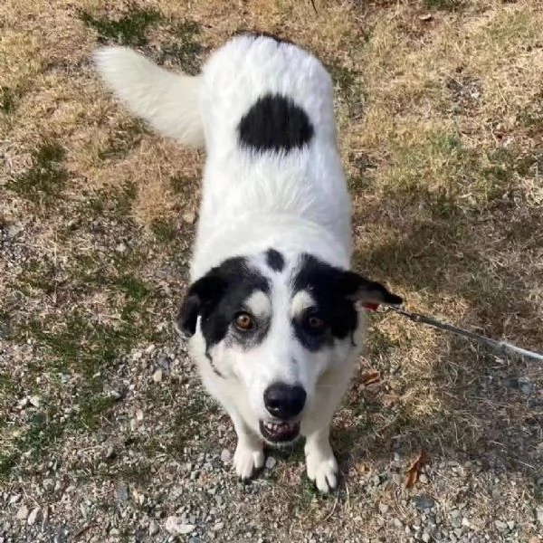 Bianca 5anni tolta da un lagerALESSANDRIA SOS