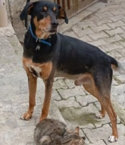 6anni e 12 sei vissuti in casaok gattiURGENTE SICILIA 