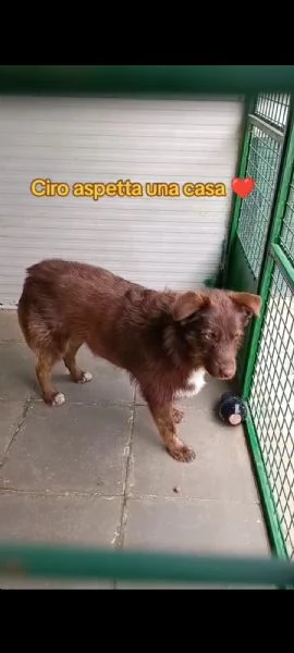 Ciro 2anni pelo fulvo occhi chiari da salvareMESSINA | Foto 3