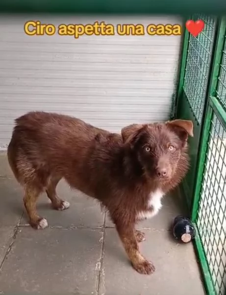 Ciro 2anni pelo fulvo occhi chiari da salvareMESSINA | Foto 1