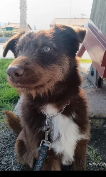 Ciro 2anni pelo fulvo occhi chiari da salvareMESSINA | Foto 0