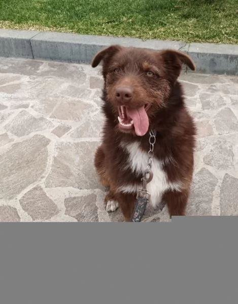 Ciro 2anni pelo fulvo occhi chiari da salvareMESSINA