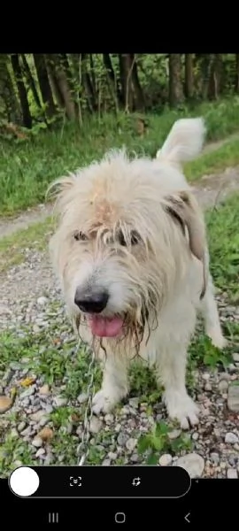 Simil Spinone 45anni splendido salvato 2anni fa  | Foto 1
