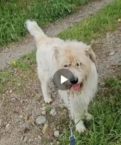 Simil Spinone 45anni splendido salvato 2anni fa  | Foto 0
