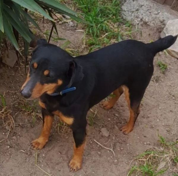 Nero focato 56anni kg9 OK GATTI CAGLIARI SOS | Foto 2