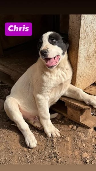 6cuccioli 3mesi e 12 futura tg media abbondante  COSENZA | Foto 3