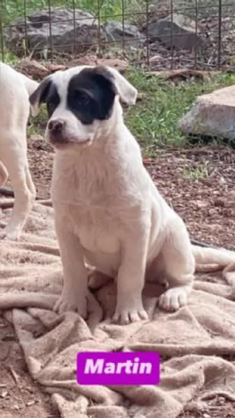 6cuccioli 3mesi e 12 futura tg media abbondante  COSENZA | Foto 2