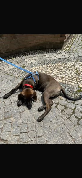 Segugino marrone 6mesi SOS MILANO | Foto 5
