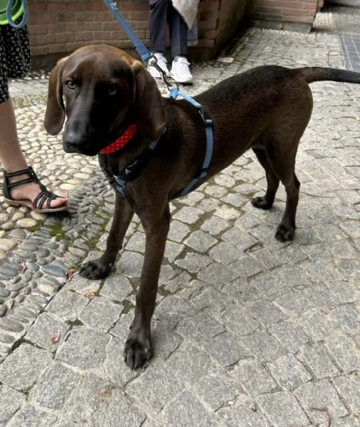 Segugino marrone 6mesi SOS MILANO