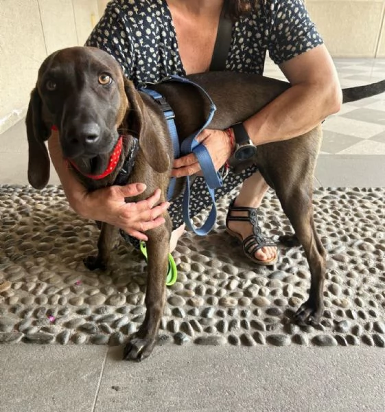 Segugino marrone 6mesi SOS MILANO | Foto 3