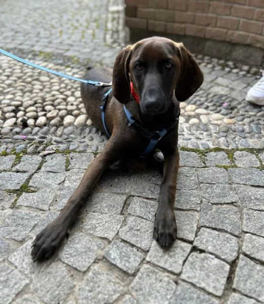Segugino marrone 6mesi SOS MILANO | Foto 1
