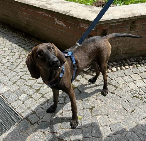 Segugino marrone 6mesi SOS MILANO | Foto 0