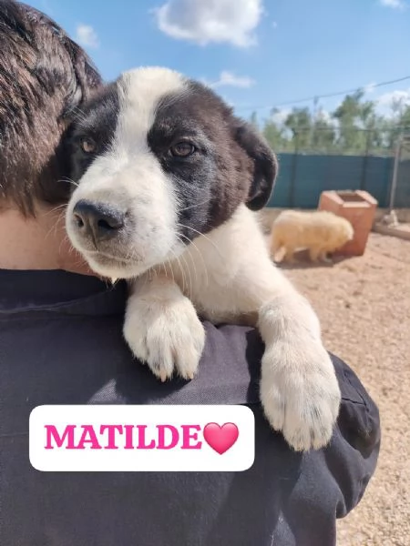 14cuccioli da adottare tg media e grande  Puglia