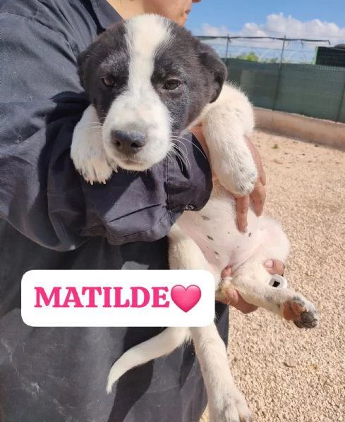 14cuccioli da adottare tg media e grande  Puglia | Foto 6