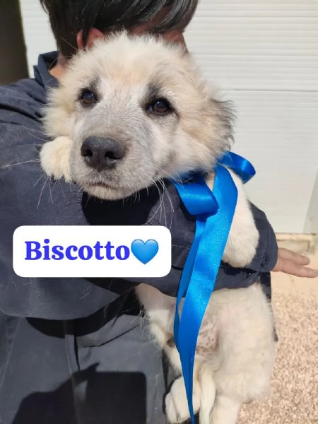 14cuccioli da adottare tg media e grande  Puglia | Foto 5