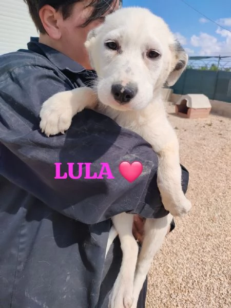 14cuccioli da adottare tg media e grande  Puglia | Foto 2