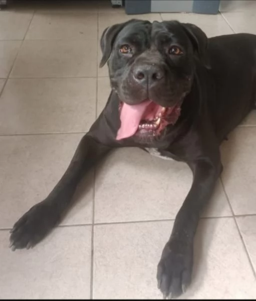 Cane Corso 4anni  MILANO SOS 