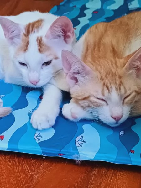 2micini rossi e bianchi 3mesi ROMA
