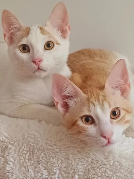2micini rossi e bianchi 3mesi ROMA | Foto 3